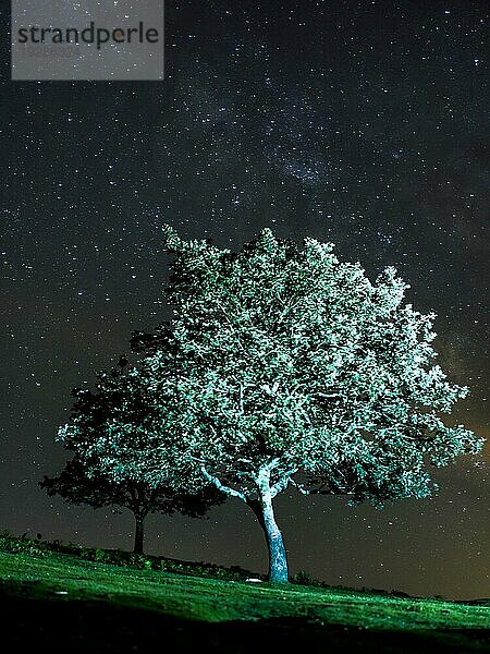 Silhouette eines schönen Baumes bei Nacht  beleuchtet mit einer Taschenlampe. Monte Erlaitz in der Stadt Irún  Guipuzcoa. Baskenland. Nachtfotografie der Milchstraße im Juni