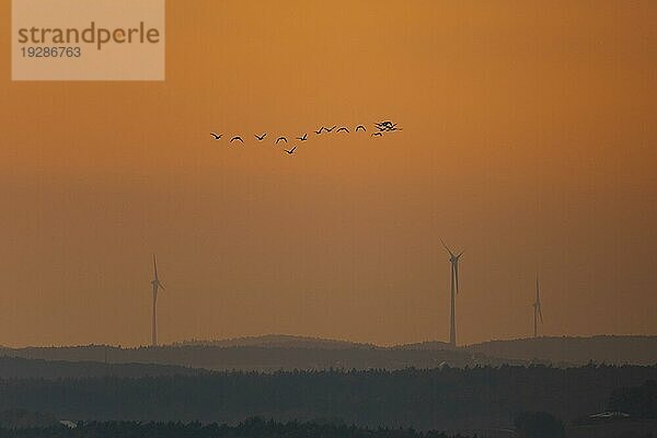 Gänseschwarm in der Luft  der über Hügel mit Windenergieanlagen im gelben Dunst fliegt und in den Winter nach Süden zieht