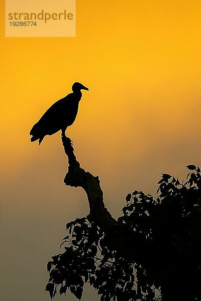 Silhouette eines Mönchsgeiers im Licht des Sonnenuntergangs  Pantanal  Brasilien  Südamerika