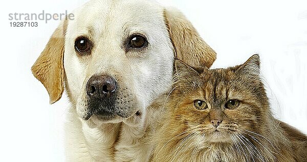 Gelber Retriever Labradorhündin mit schildpattfarbener persischer Haushündin vor weißem Hintergrund