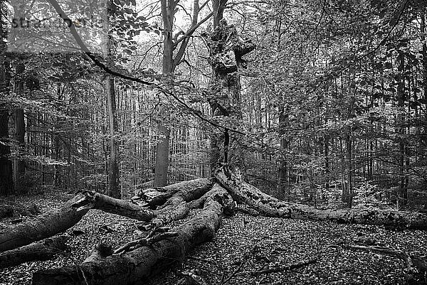 Der Darßwald ist ein Waldgebiet westlich der Halbinsel Darß Er ist Teil des Nationalparkes Vorpommersche Boddenlandschaft. In ihm soll keine menschliche Nutzung erfolgen  da eine natürliche Nutzung der Flächen angestrebt wird. Baumarten sind Kiefer  Stieleiche  Rotbuche und Erle