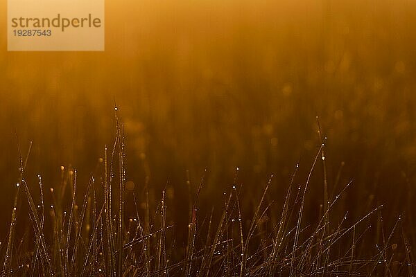 Blick in die warme aufgehende Sonne über wildes Gras und Blumenwiese mit Tautropfen