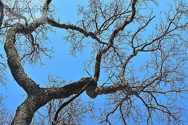 Alter trockener Baum auf blauem Himmel Hintergrund Nahaufnahme. Natürlicher Hintergrund