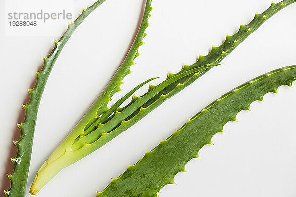 Aloe vera Blätter Schönheitsbehandlung