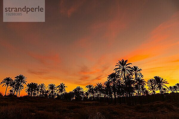 Silhouette von Palmen  die sich in einem orangefarbenen Sonnenuntergang an einem Strand am Meer in der Stadt Torrevieja  Cala Ferris  spiegeln. Costa Blanca  Alicante. Spanien