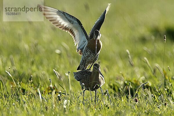 Uferschnepfe (Limosa limosa) bei der Kopula im Gegenlicht  Strohauser Plate  Landkreis Wesermarsch  Niedersachsen  Deutschland  Europa