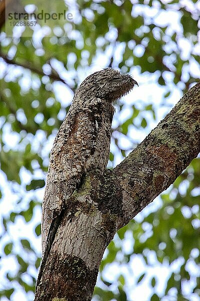 Seltenes Großes Toto  kaum vom Baumstamm zu unterscheiden  perfekte Tarnung  Pantanal  Brasilien  Südamerika