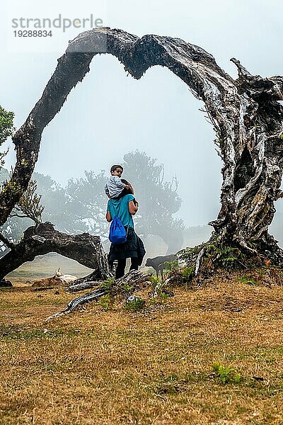 Fanalwald mit Nebel auf Madeira  Spaziergang mit Kind im Arm in einem Bogen  Lorbeerbäume