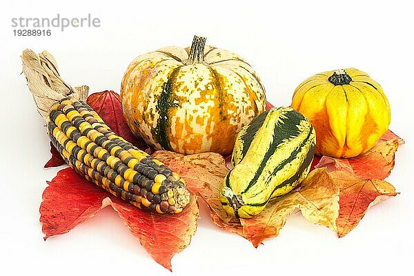 Zierkürbis auf weißem Hintergrund  ornamental or decorative gourd on white background