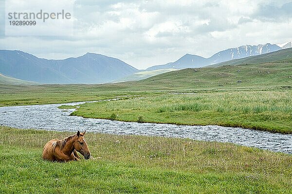 Pferd beim Ausruhen in der Nähe des Flusses in den Bergen