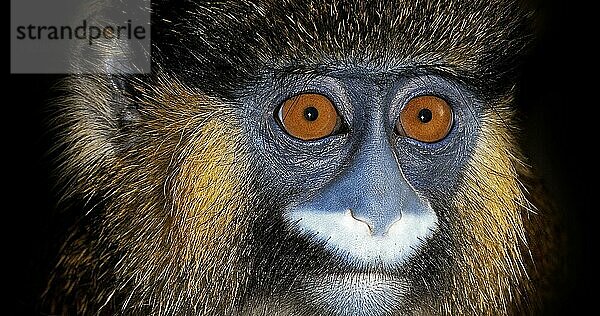 Blaumaulmeerkatze (cercopithecus cephus) oder Schnurrbartaffe  Porträt eines Erwachsenen