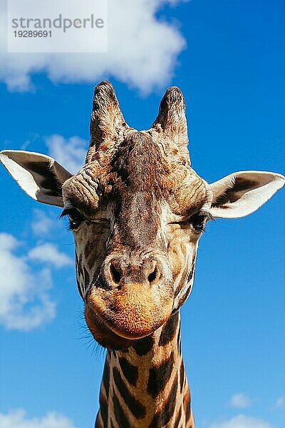 Abstrakte Aufnahme und Nahaufnahme einer Giraffe in Australien an einem sonnigen Tag
