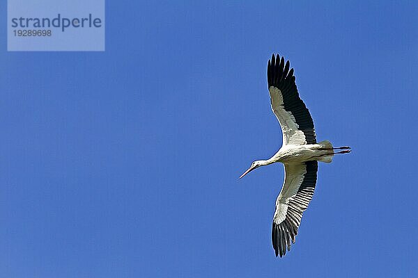 Weißstörche (Ciconia ciconia) sind Zugvögel und gehören zu den sogenannten Langstreckenziehern  viele Tiere überwintern im südlichen Afrika (Foto Weißstorch im Flug)  White Stork is a long-distance migrant (Photo White Stork in flight)