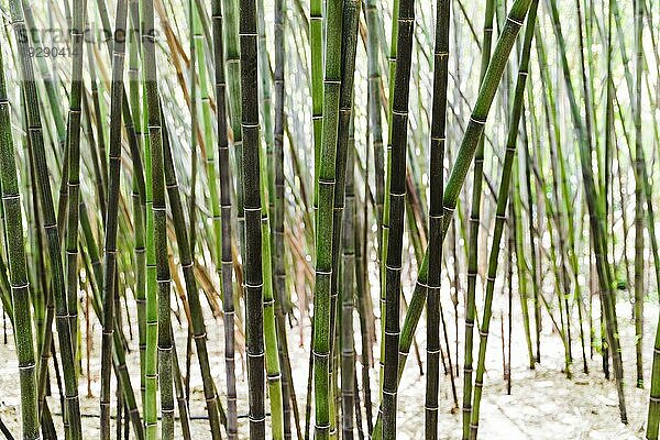 Hintergrund grünes Bambuswäldchen