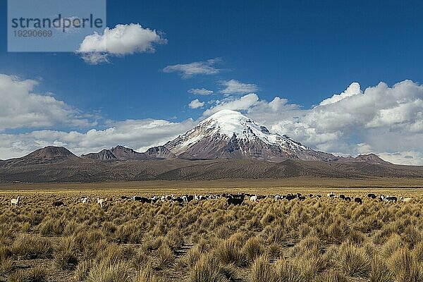 Foto des höchsten Berges in Bolivien  des Sajama  mit einer Gruppe von Lamas und Alpakas im Vordergrund