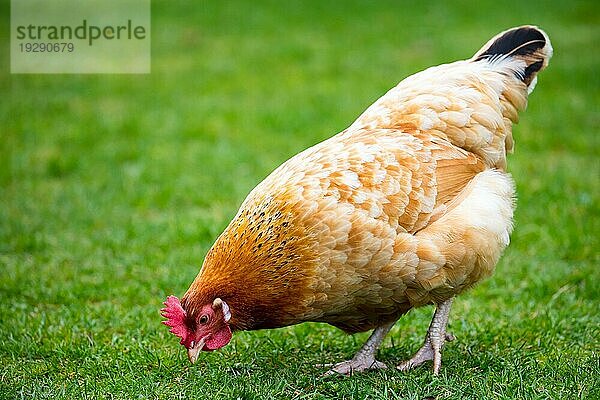 Eine braune Glucke sucht fröhlich nach Futter in einer grasbewachsenen Koppel in Neuseeland