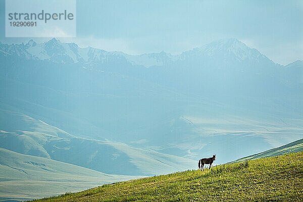Weidendes Pferd in den Bergen bei Sonnenuntergang mit Blick in die Kamera  Tien Shan  Kirgisistan