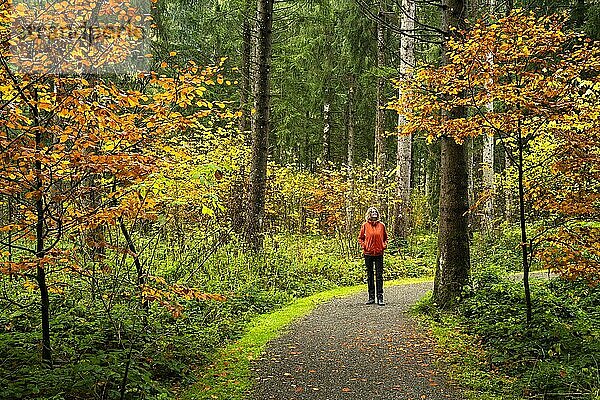 Eine Frau geht im Herbst auf einem Weg durch den Wald spazieren. Laubbäume in Herbstfarben sowie Nadelbäume. Allgäu  Deutschland  Europa