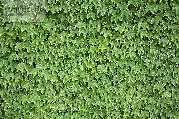 Natürliche Hintergrundtextur aus grünen Blättern