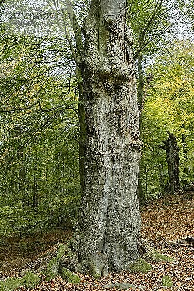 Der Darßwald ist ein Waldgebiet westlich der Halbinsel Darß Er ist Teil des Nationalparkes Vorpommersche Boddenlandschaft. In ihm soll keine menschliche Nutzung erfolgen  da eine natürliche Nutzung der Flächen angestrebt wird. Baumarten sind Kiefer  Stieleiche  Rotbuche und Erle