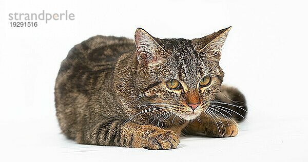 Braun gestromte Hauskatze  erwachsen  liegend vor weißem Hintergrund