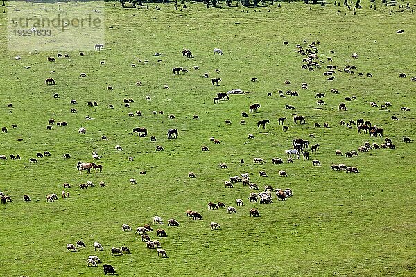 Große Gruppe von Nutztieren beim Weiden auf dem Feld