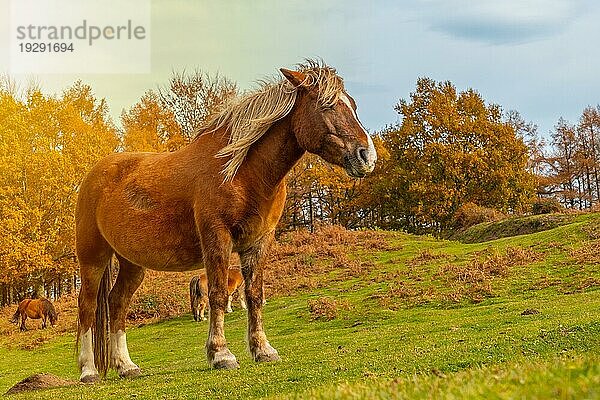 Ein Pferd in Freiheit auf dem Berg Erlaitz in der Stadt Irun  Gipuzkoa. Baskenland