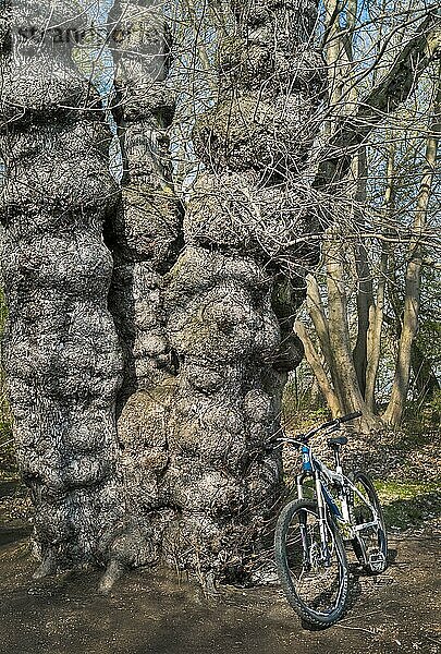 Das Fahrrad am Baum