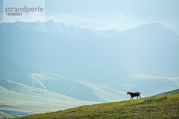 Pferd in den Bergen beim Abstieg