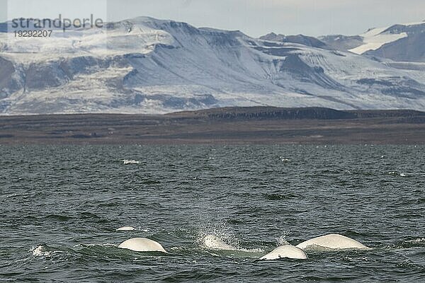 Gruppe von Belugas (Delphinapterus leucas)  Belugawalen  Kapp Wijk  Spitzbergen  Svalbard  Norwegen  Europa