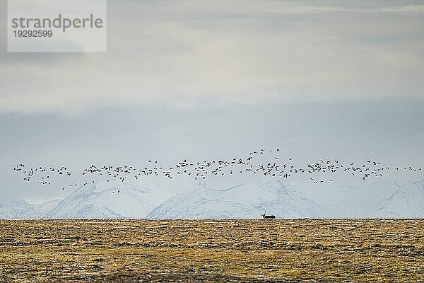 Gänseschwarm und Spitzbergen-Rentier (Rangifer tarandus platyrhynchus)  Tundra  Herbst  Kapp Wijk  Spitzbergen  Svalbard  Norwegen  Europa