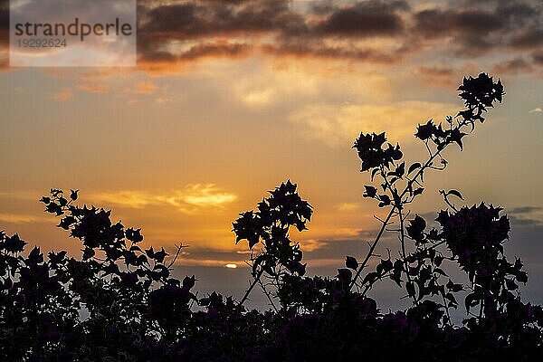 Sonnenuntergang mit Bougainvillea