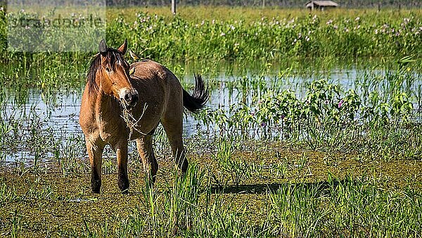 Porträt eines Pferdes mit zwei auf dem Rücken sitzenden Vögeln im Pantanal Feuchtgebiet