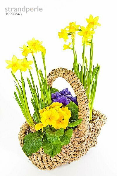 Korb mit Blumen  basket with flowers