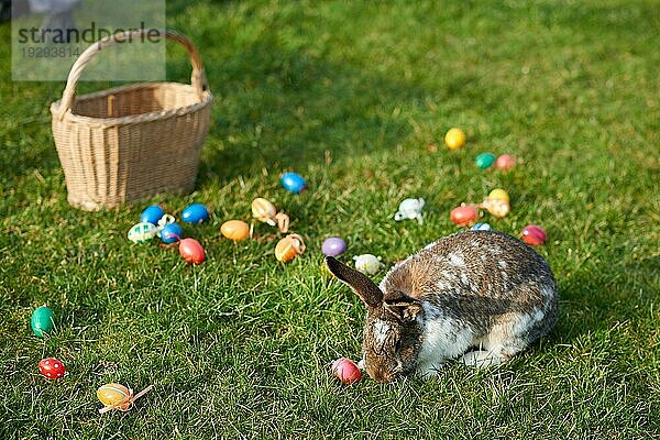 Fröhlicher Osterhase mit Eiern