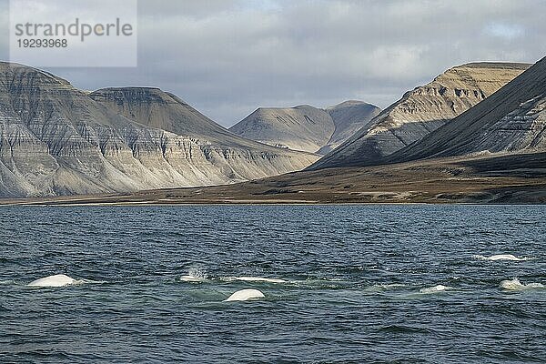 Gruppe von Belugas (Delphinapterus leucas)  Belugawalen  Kapp Wijk  Spitzbergen  Svalbard  Norwegen  Europa