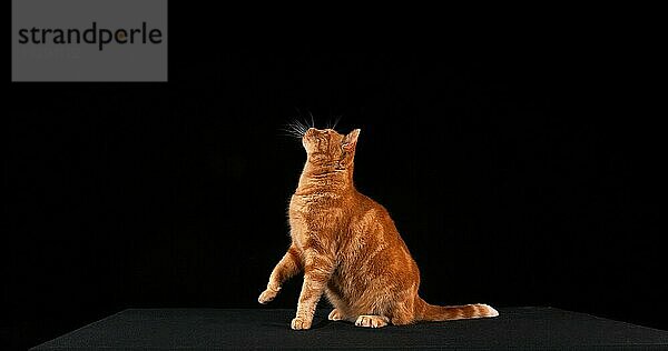 Rot gestromte Hauskatze  erwachsen springend vor schwarzem Hintergrund