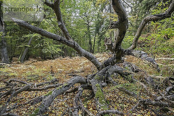 Der Darßwald ist ein Waldgebiet westlich der Halbinsel Darß Er ist Teil des Nationalparkes Vorpommersche Boddenlandschaft. In ihm soll keine menschliche Nutzung erfolgen  da eine natürliche Nutzung der Flächen angestrebt wird. Baumarten sind Kiefer  Stieleiche  Rotbuche und Erle