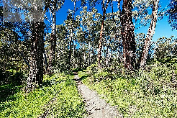 Mountainbikestrecken und Landschaft um die Plenty Gorge im Norden von Melbourne in Victoria  Australien  Ozeanien