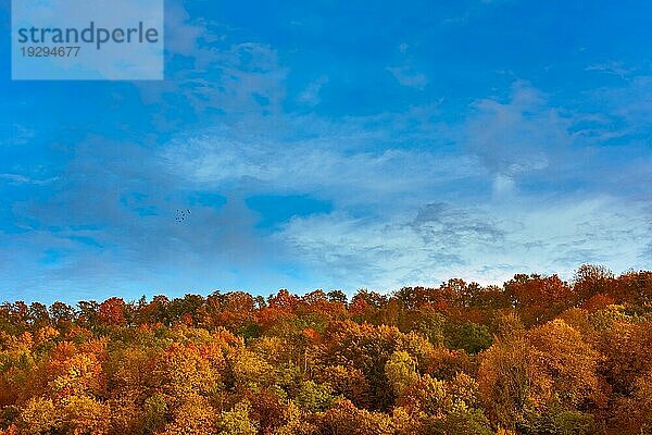 Line of schön bunten Herbstbaum Laub im Oktober mit blauem Himmel und Wolken auf sonnigen Tag