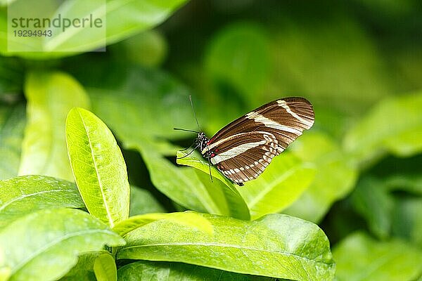 Gelber Schmetterling auf der Blume sitzend  selektiver Fokus