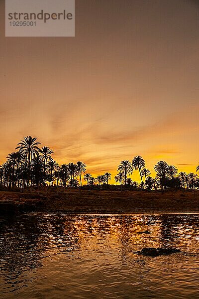 Silhouette von Palmen in einem orangefarbenen Sonnenuntergang in der Stadt Torrevieja. Weiße Küste