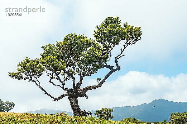 Fanalwald auf Madeira  schöne Form eines Lorbeerbaums im Sommer