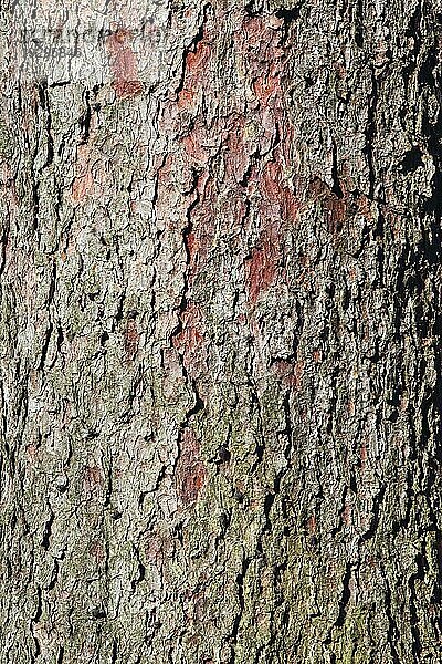 Natürlicher Hintergrund  Fichtenborke Natural background of Spruce bark