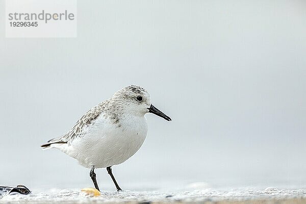 Ein Sanderling (Calidris alba) im Winterkleid steht ruhend am Strand  A Sanderling in winter plumage stands resting on the beach