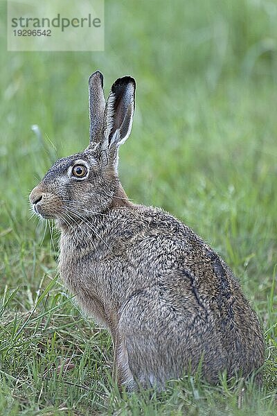 Feldhase (Lepus europaeus)  die Häsin kann 3  4 mal im Jahr Junge bekommen  European Hare  a female may have 3 to 4 litters in a year (Brown Hare)