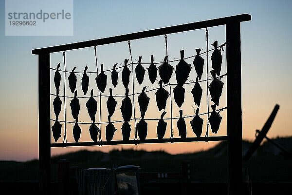 Silhouette eines zum Trocknen aufgehängten Fisches am Strand von Liseleje  Dänemark  Europa