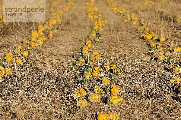 Feld mit Reihen von Kürbissen  bereit für die Ernte im Oktober