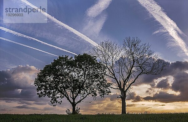 Abendliche Baumsilhouette mit Kondensstreifen