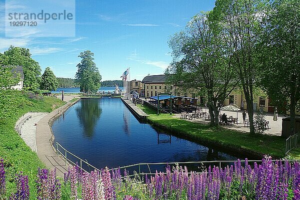 Lupinen und ein kanalähnliches stilles Gewässer  Aquädukt von Haverud  Dalslandkanal  Västra Götaland  Schweden  Europa